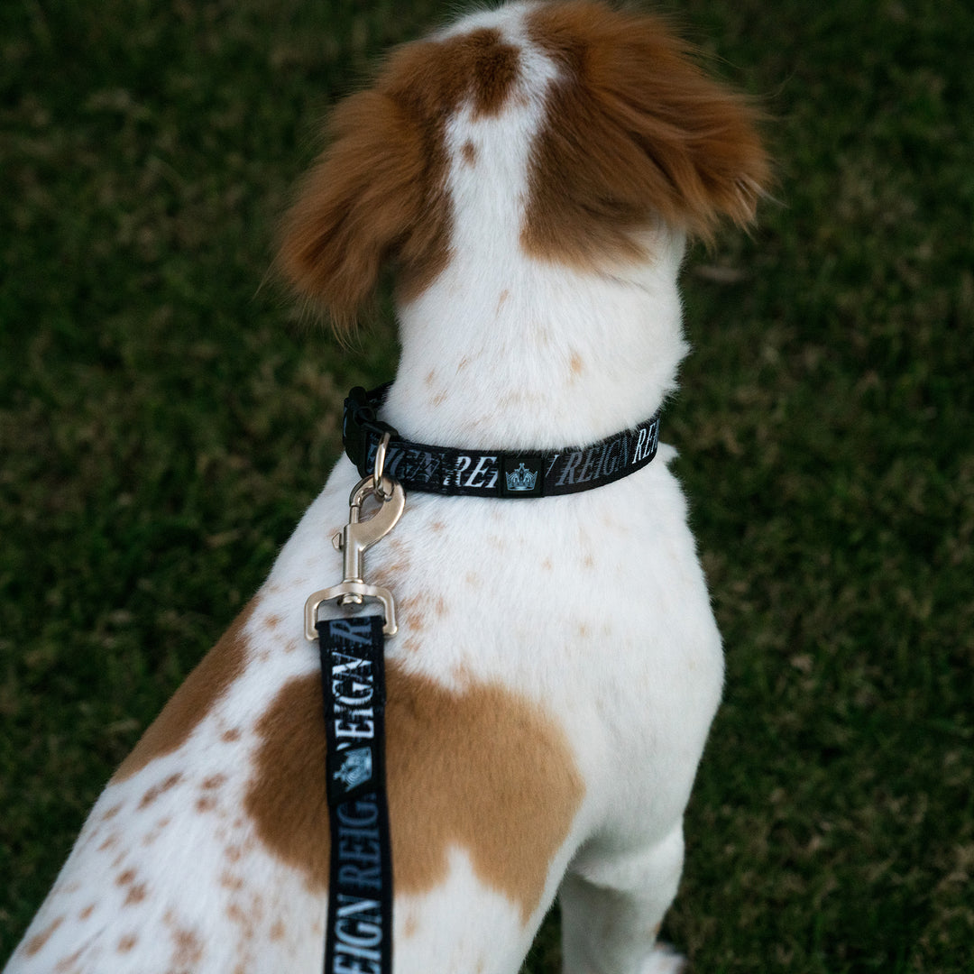 Reign Dog Collar